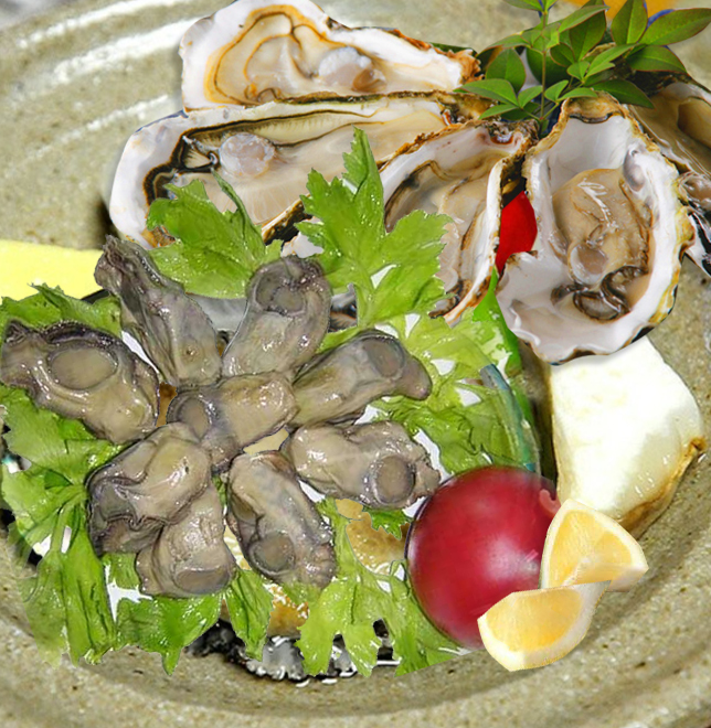 Canned boiled oysters